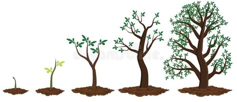 Tree Growth Stages Vector Illustration Ripening Period Progression