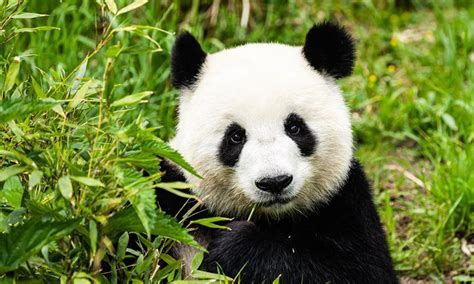Visitors Visit Panda Pavilion Of Zoo Berlin In Germany Global Times