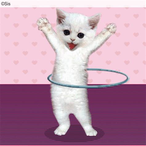 Chat Hoola Hoop Cat Dance Image Gif Anim
