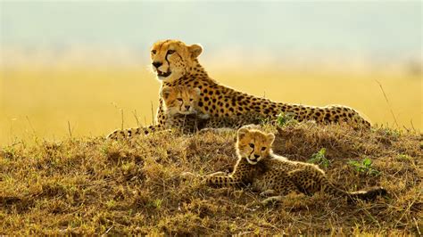 Cheetah With Her Young Cubs At Sunset Wallpapers