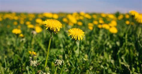 7 Plants That Look Like Dandelions Can You Distinguish Them