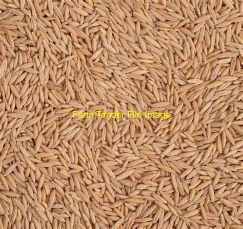 Graded Oats For Sale Grain And Seed Oats For Sale