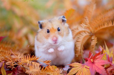 Hamster Fall Stock Photo Download Image Now Golden Hamster Animal