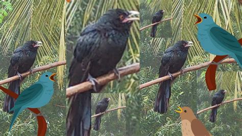Cuckoo Kokila Nightingale Koel Bird Singing Sound Jo Laali