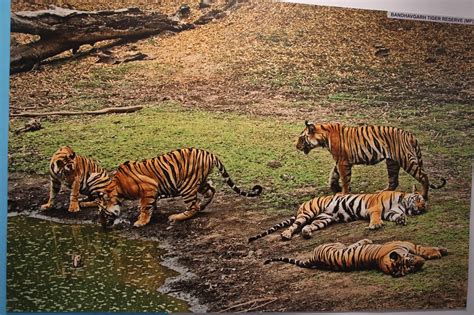 The Royal Bengal Tiger At Sunderbans India C Omgnet Photography