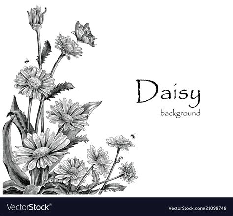 Daisy Flowers Hand Drawing Vintage On White Vector Image