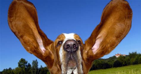 german dog  worlds longest ears