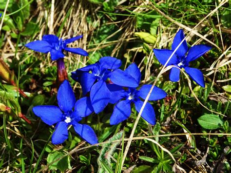 Images Gratuites Fleur Botanique Bleu Flore Fleur Sauvage