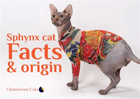 The Ultimate Guide On Sphynx Cat Facts And Origin 101 Sphynx Cat Cat
