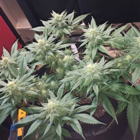 Custom Breeder And Strain Gorilla Glue 4 Grow Diary Journal Week10 By