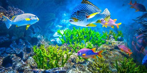 Beste Eintrittskarten Sea Aquarium 2023 Kostenlos Stornierbar