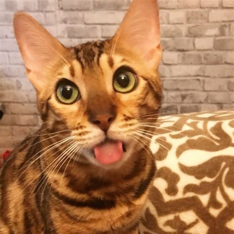 Kittens ragdoll sphynx kittens for sale persian burmese kittens burmese siamese scottish fold kittens free free to good home devon rex bengal kittens scottish fold. Buy Bengal Cats | Bengal Cattery Jungle Kitten | Cattery ...