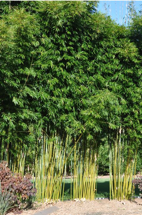 Bambusa Textilis Gracilis Slender Weavers From Bamboo Land Qld