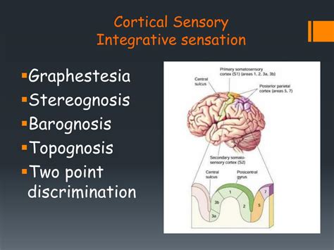 Ppt Signs And Symptoms Of Neurological Diseases Powerpoint