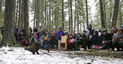 Pacific Fisher Makes A Comeback In Washington State