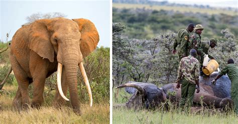 Bostwana Lifts Countrys Ban On Elephant Hunting After Pressure