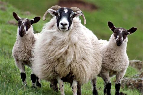 The Blackface Sheep Breeders Association In 2020 Scottish Animals