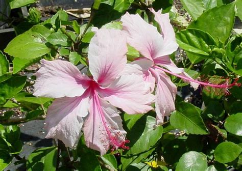 Popular landscape tropical hibiscus cultivar. (Pro pectalin albon cat / albon without prescription ...