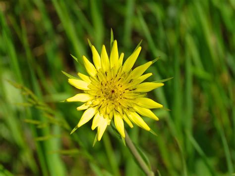 Salsify Nutrition Facts And Health Benefits Nutrition And Innovation