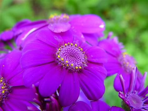 Free Picture Bright Purple Flowers