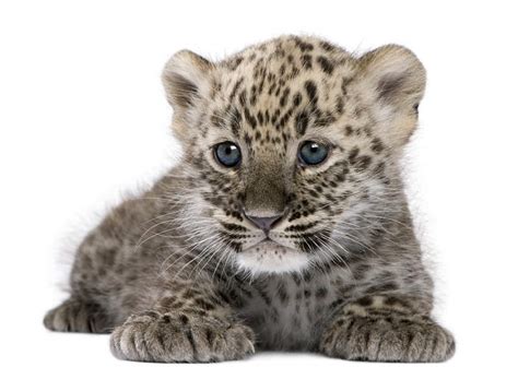 Baby Leopard Animal Facts Encyclopedia