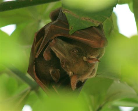 Hammerhead Bat