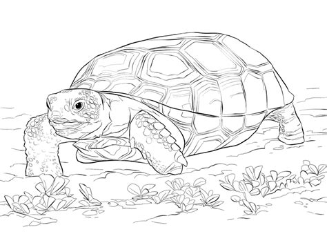 i ˈ ɣwana) is a genus of herbivorous lizards that are native to the tropical areas of mexico, central america, south america and the caribbean, among others. Zoo Animals Coloring Pages - Best Coloring Pages For Kids