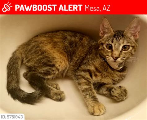 Lost Female Cat In Mesa Az 85202 Named Mr Jordan Id 5781043 Pawboost