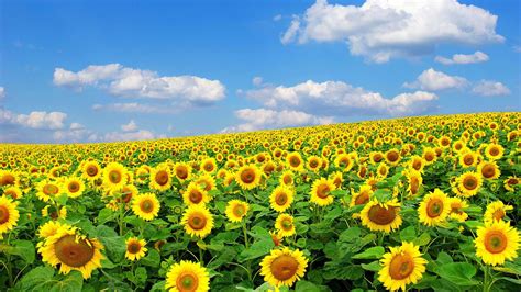 Sunflowers Field Green Leaves In White Clouds Blue Sky Background Hd