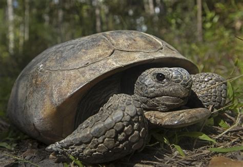 Kuow Gopher Tortoises In Southern States Deserve Federal Protections