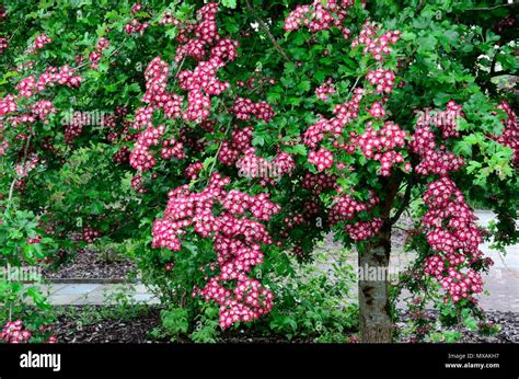 Crataegus Laevigata Crimson Cloud Hawthorn Tree Stock Photo Alamy
