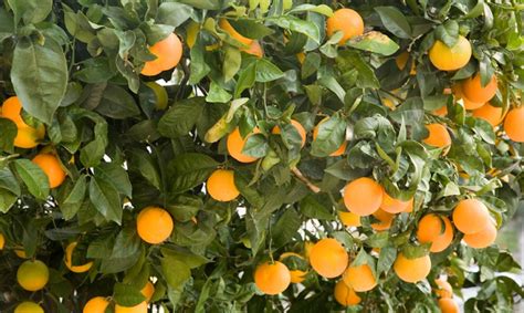 Of it, and the leaves of the tree were for the healing of the nations ps 1:3 and he shall be like a tree (of life) planted by the rivers of (life) water, that bringeth forth his (12) fruit in his season; The Fruit of the Spirit - Life, Hope & Truth