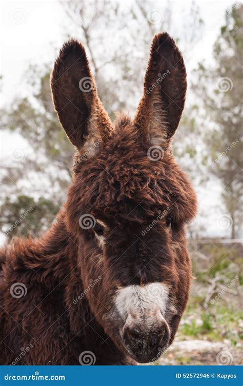 Catalonian Donkey Stock Photo Image Of Closeup Baby 52572946