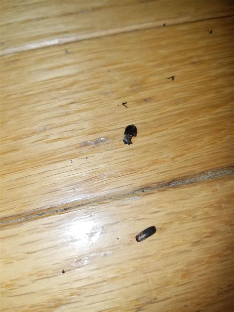 Are These Bed Bugs Found Two Bugs That Look Like That In My Room