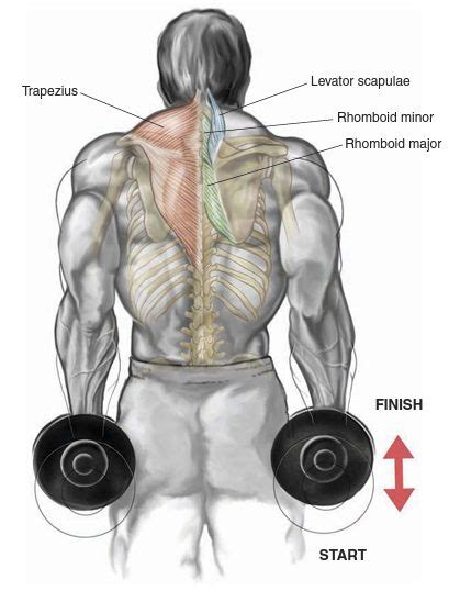 The 5 Most Effective Shoulder Dumbbell Exercises Fitness Workouts