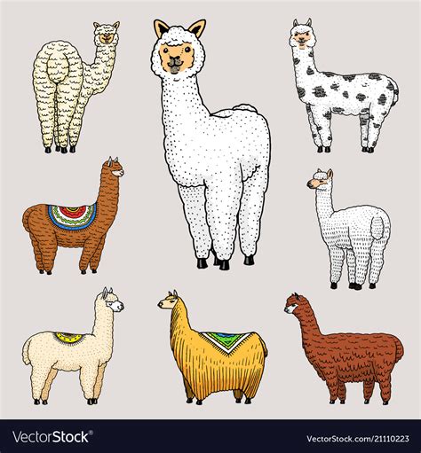 Set Of Cute Alpaca Llamas Or Wild Guanaco On The Vector Image