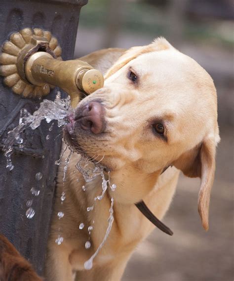 Bester Wasserbrunnen Für Hunde Top Springbrunnen Für Hunde Bewertet