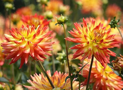 Verão by sabrepulse, released 09 june 2007 1. 8 flores para plantar no jardim para o Verão | O Meu Jardim