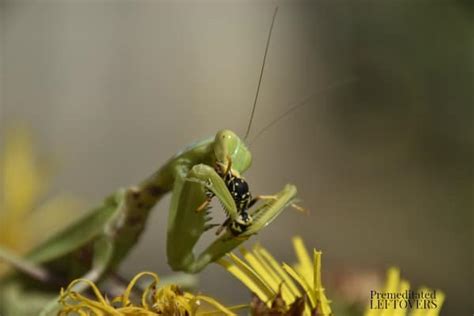 Praying Mantis In Garden Fasci Garden