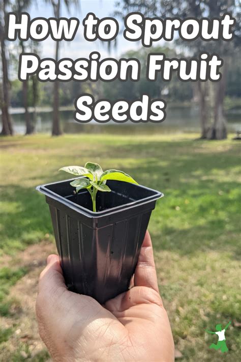 How To Sprout And Grow Passion Fruit Seeds Into A Food Producing Vine