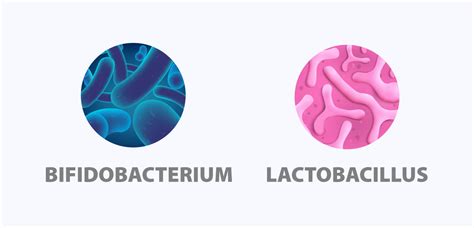 Diferencias Entre Lactobacillus Y Bifidobacterium Sooluciona The Best