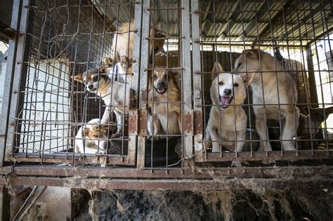 South Korea Dog Meat Farm 17 Rescue Dogs Today Magazine