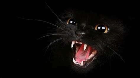 Hd Wallpaper Black Cat Teeth Mouth Eyes Dark Angry Wallpaper Flare