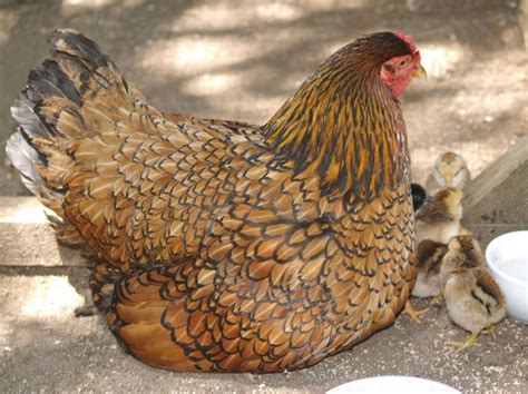 Wyandotte Chicken Breeds Everything You Need To Know Free Chicken