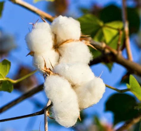 Upland Cotton Seeds X 3 Gossypium Hirsutum. Greenhouse or | Etsy