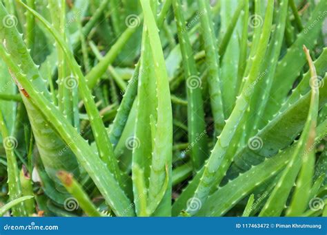 Aloe Vera Plant Herbal Medicine For Skin Care Stock Photo Image Of