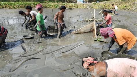 Village Fishing People Lot Of Fish Catching In Mud Water By Hand