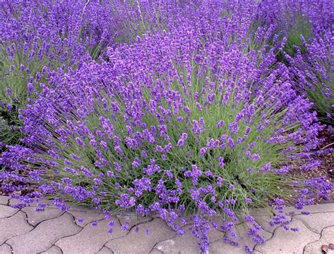 Low Growing Lavender Lavender Plant