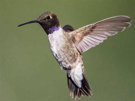 Black Chinned Hummingbird Celebrate Urban Birds