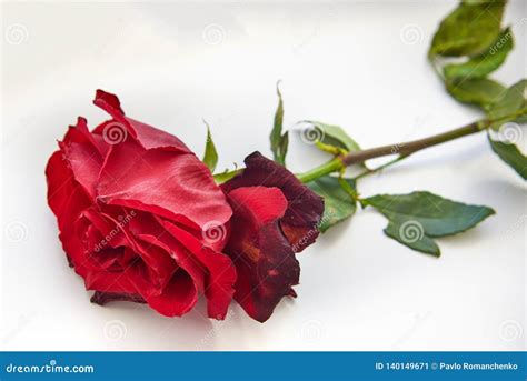 Red Faded Rose On A White Background Stock Image Image Of Fragile